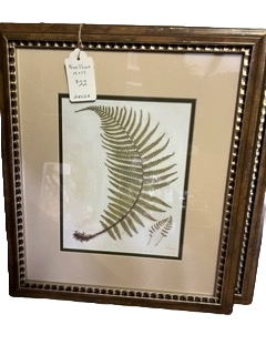 Framed Fern Botanical Print