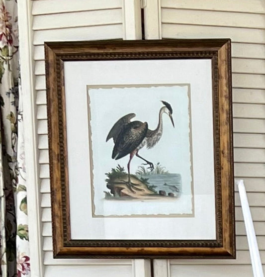 Framed Audubon Bird Prints - 16" x 18"